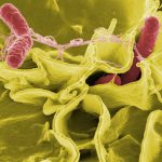 salmonella, contaminated food