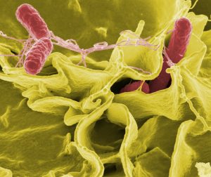 salmonella, contaminated food