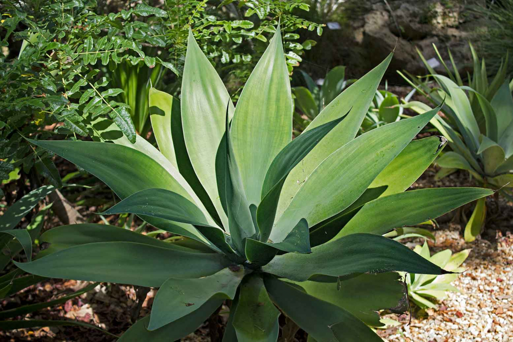 Agave attenuata