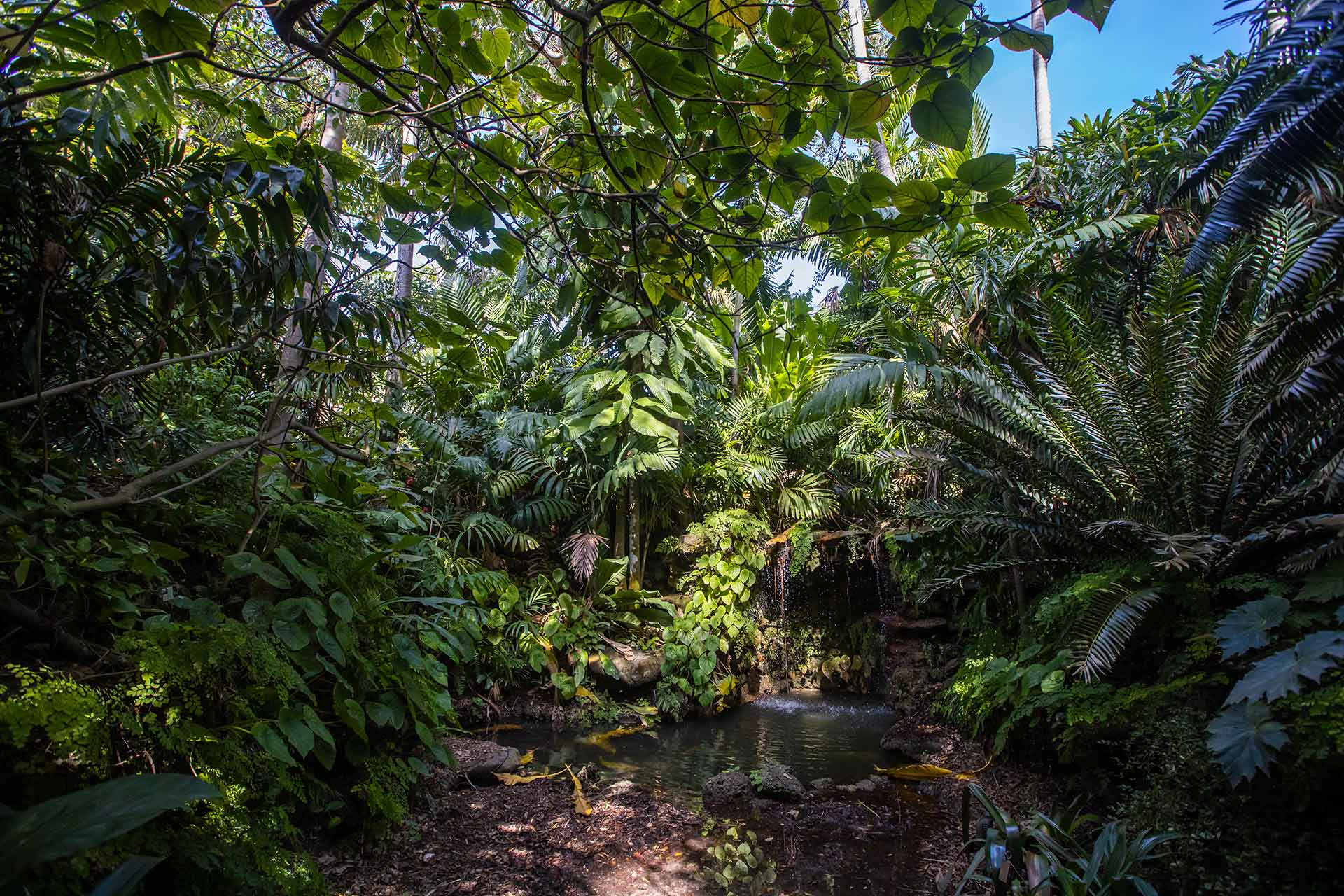 Moos Sunken Garden - Fairchild Tropical Botanic Garden