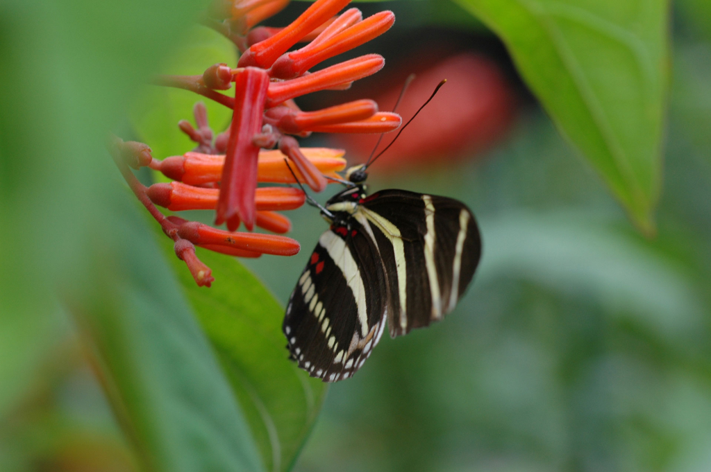 Butterfly Garden