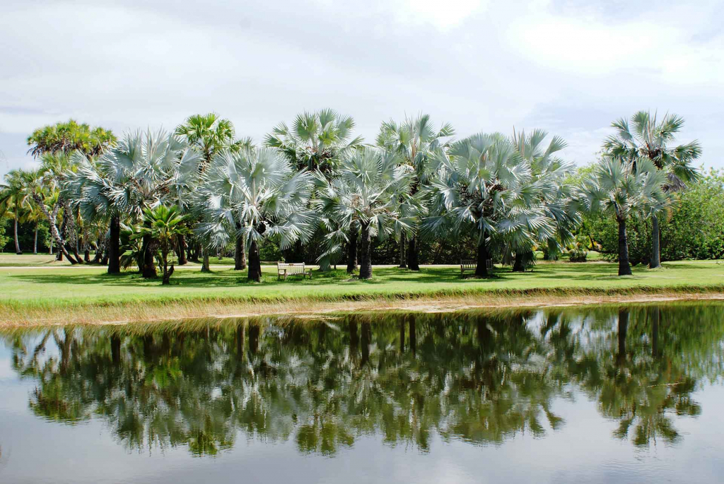 DailyView Palms in Lowlands