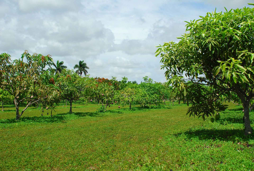 Mango trees at Fairchild Farm