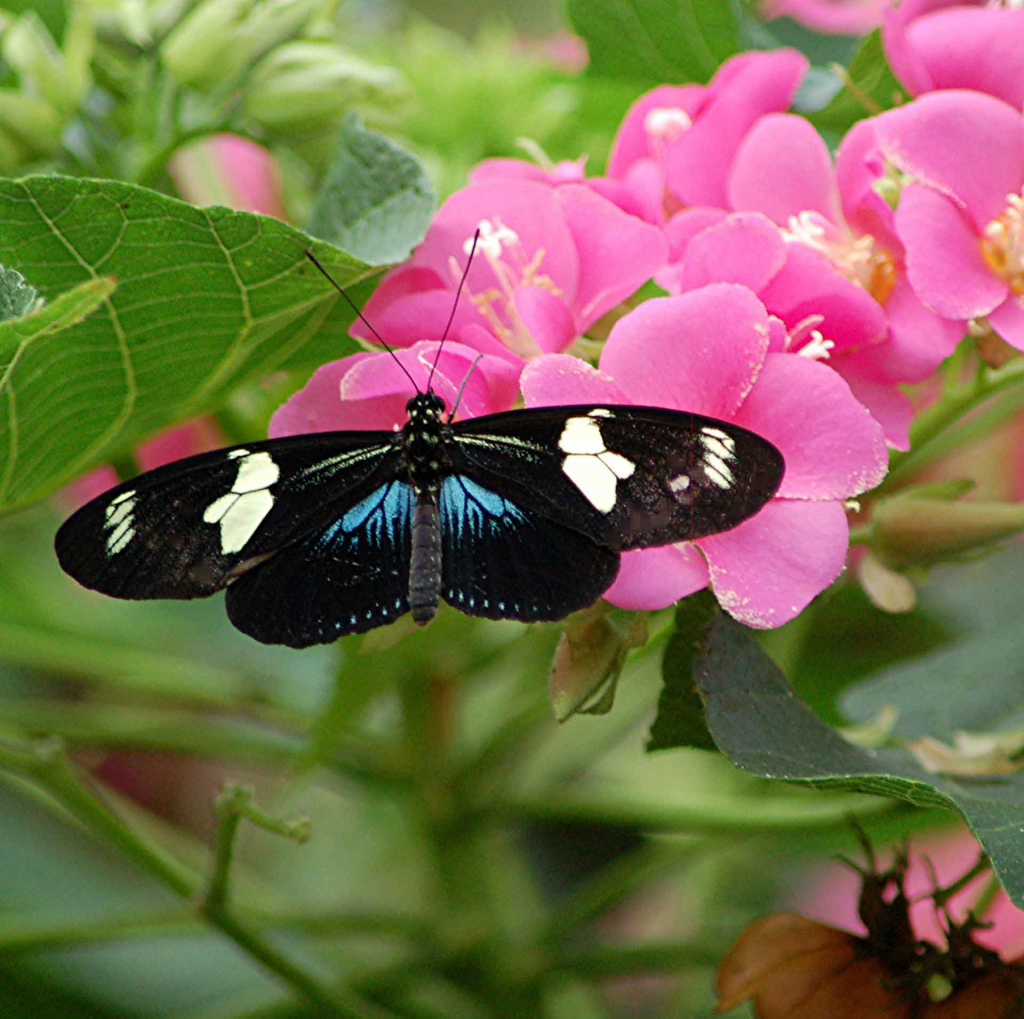 Heliconius doris in pink Dombeya