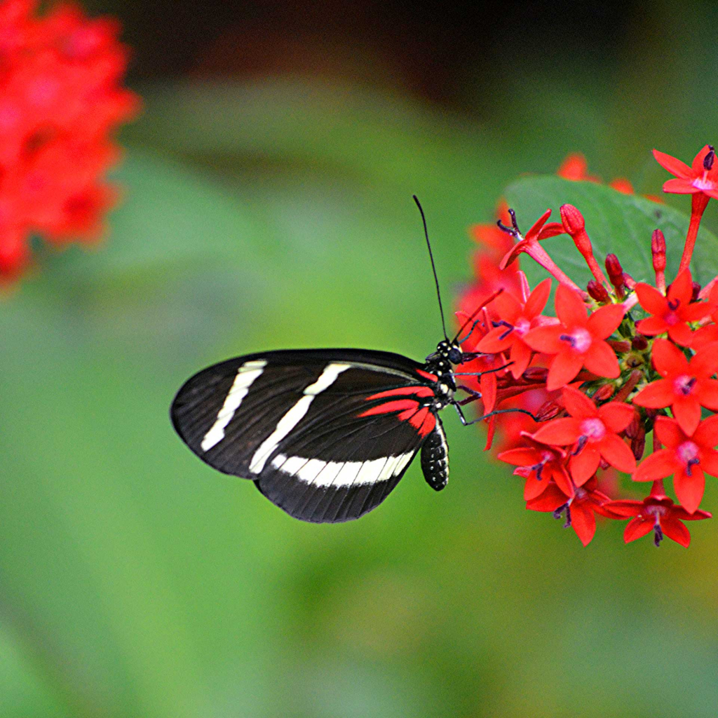 Heliconius hewitsoni