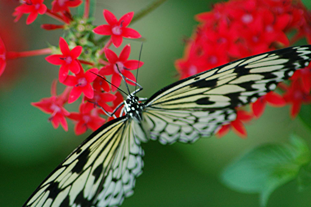 Idea leuconoe Paper Kite