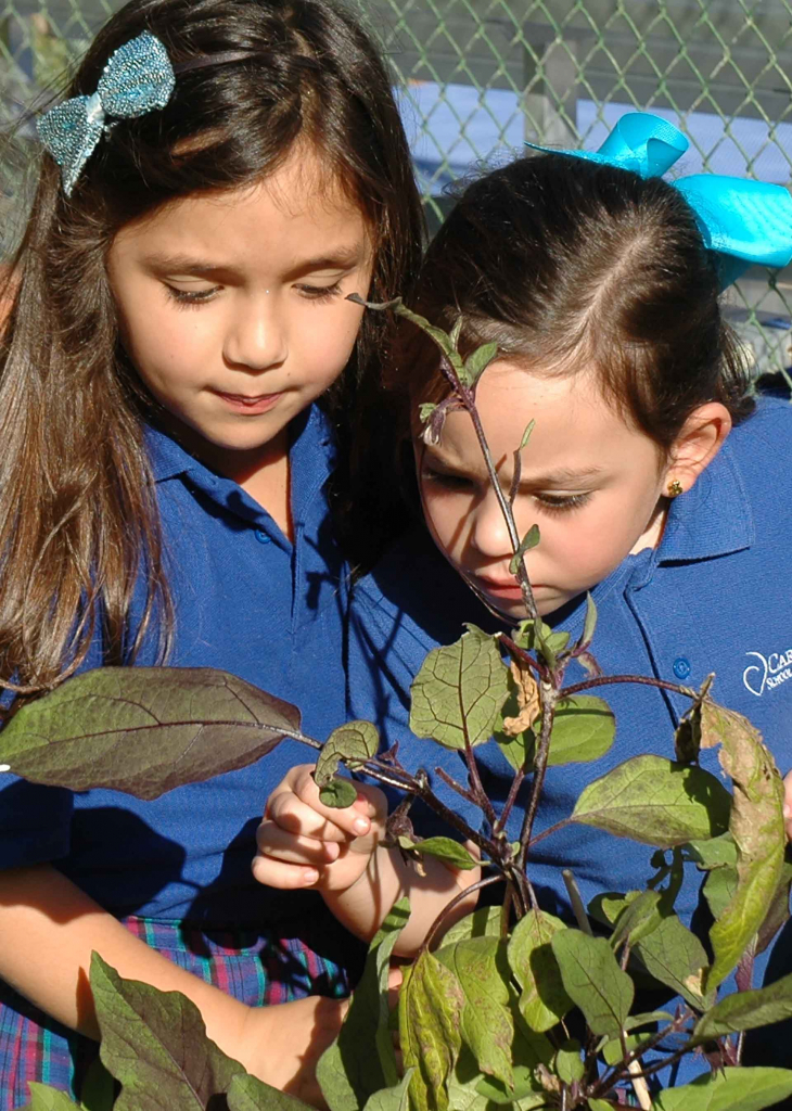 School Garden