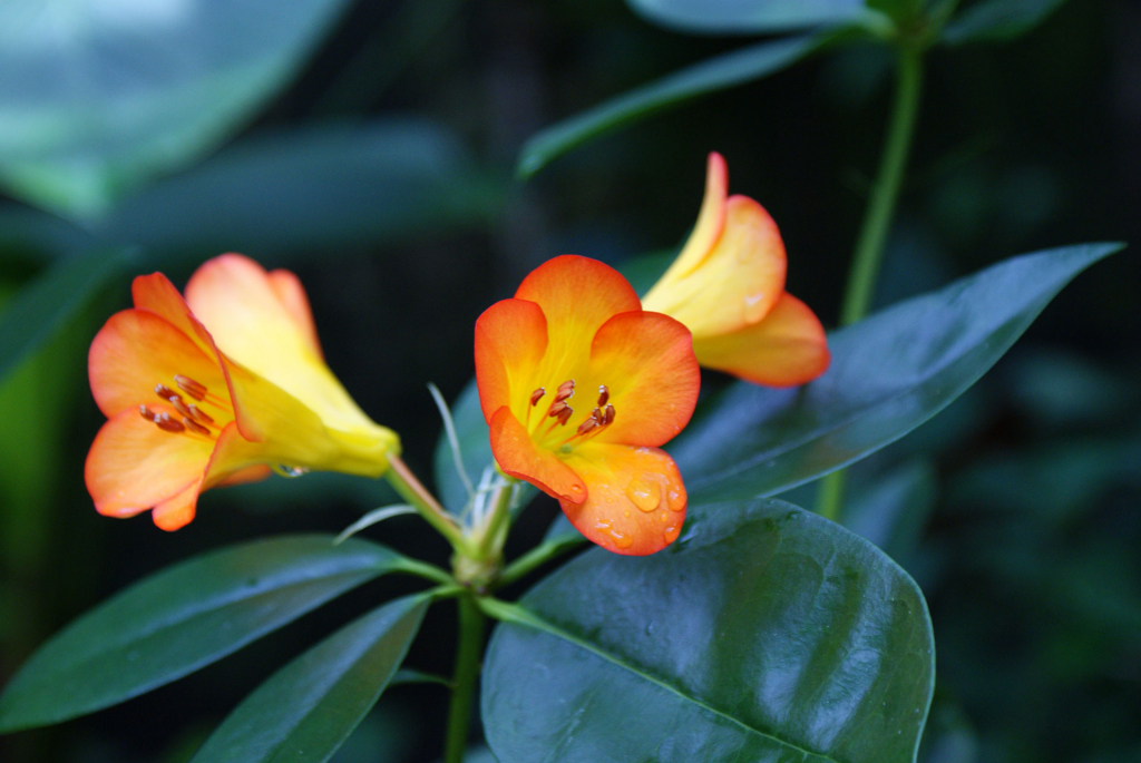 Vireya Rhododendron